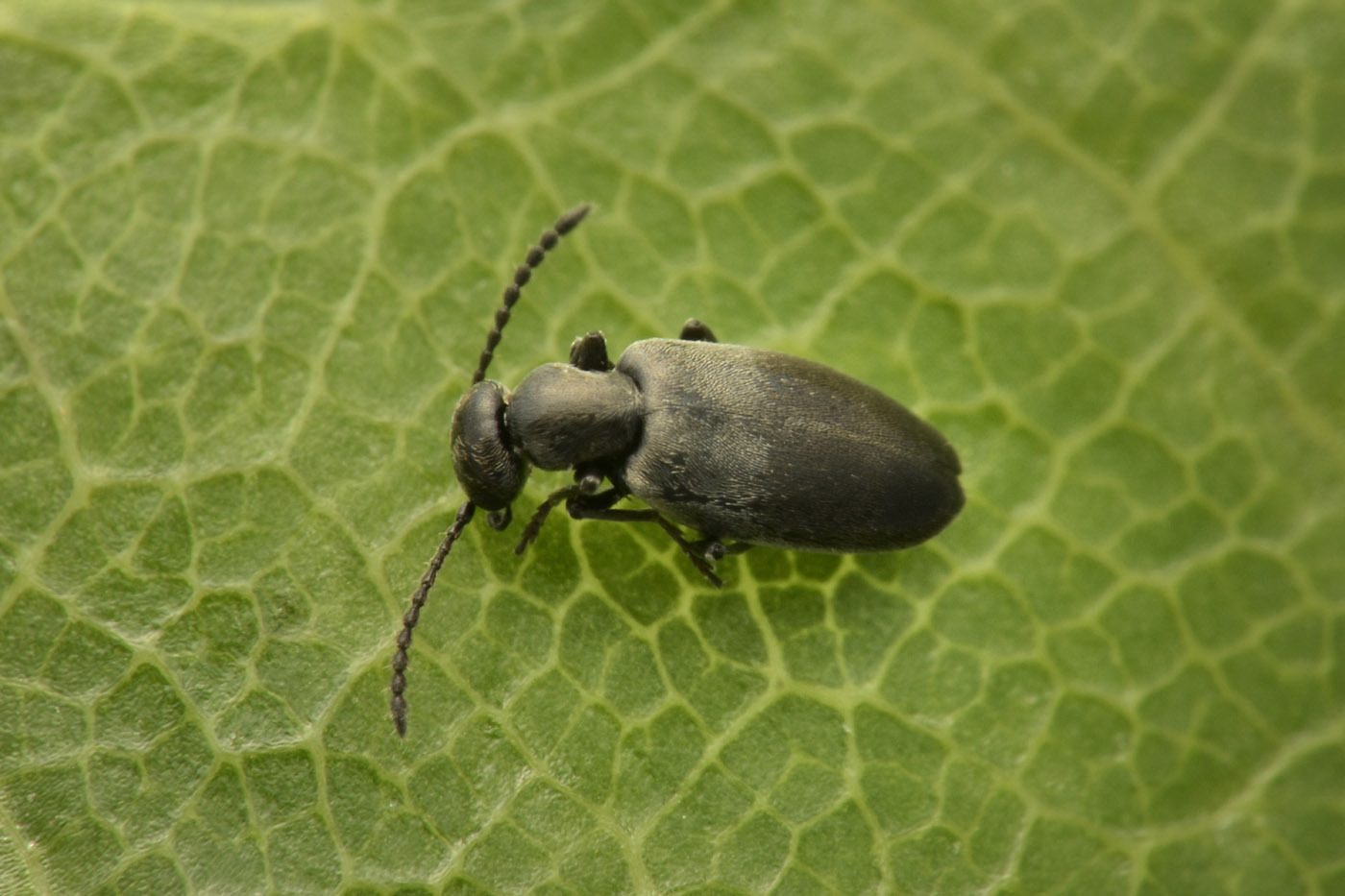 Anthicidae: Microhoria venusta? S